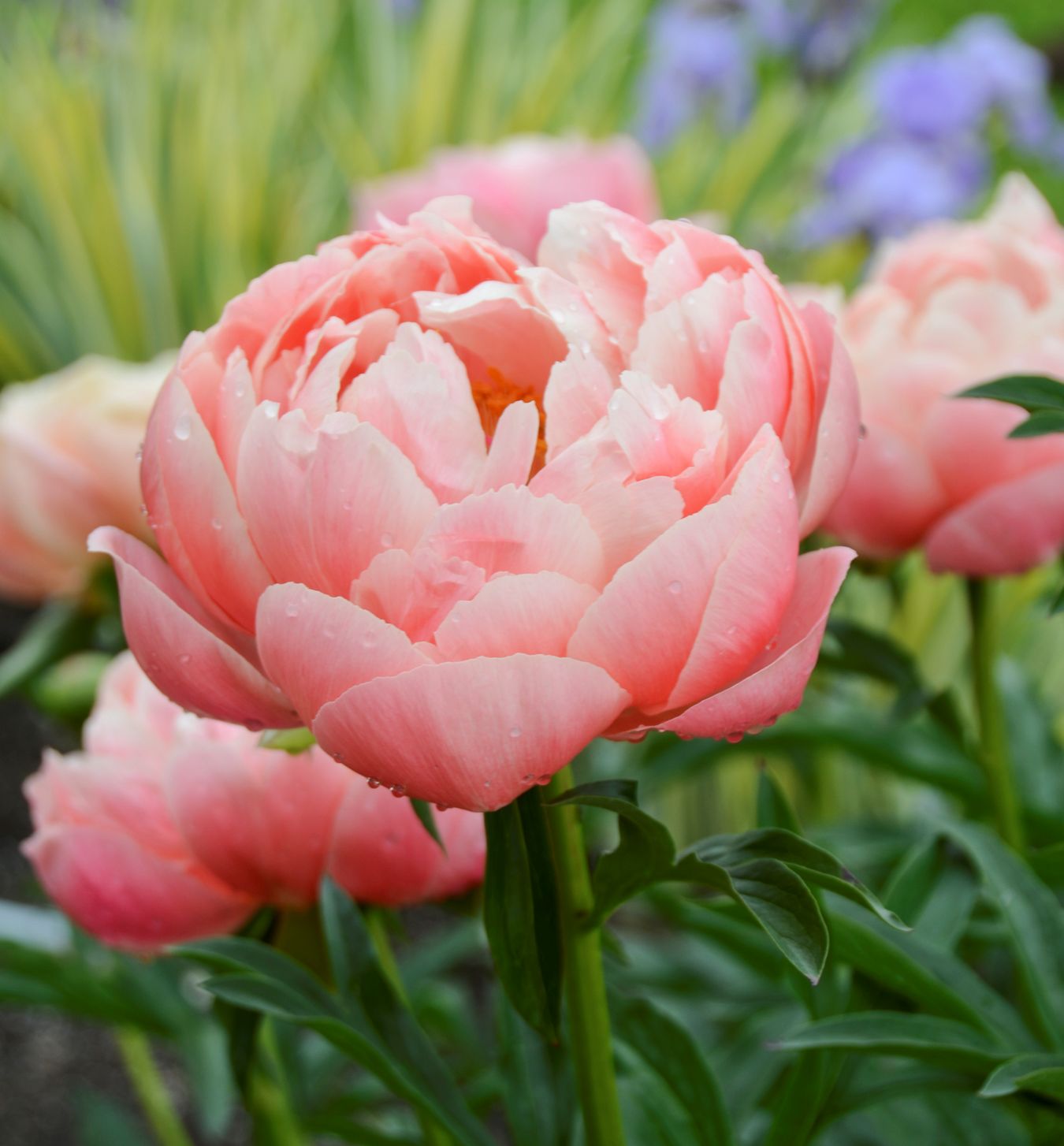 coral peony zara